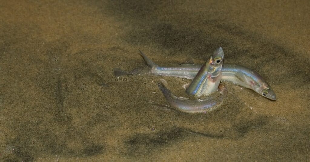 Grunion Run - accoppiamento
