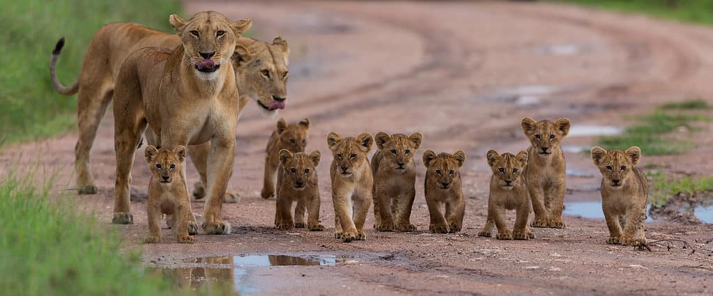 Leonesse e cuccioli