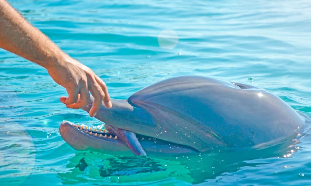 Delfino, Mangiare, Adulto, Animale, Oceano Atlantico