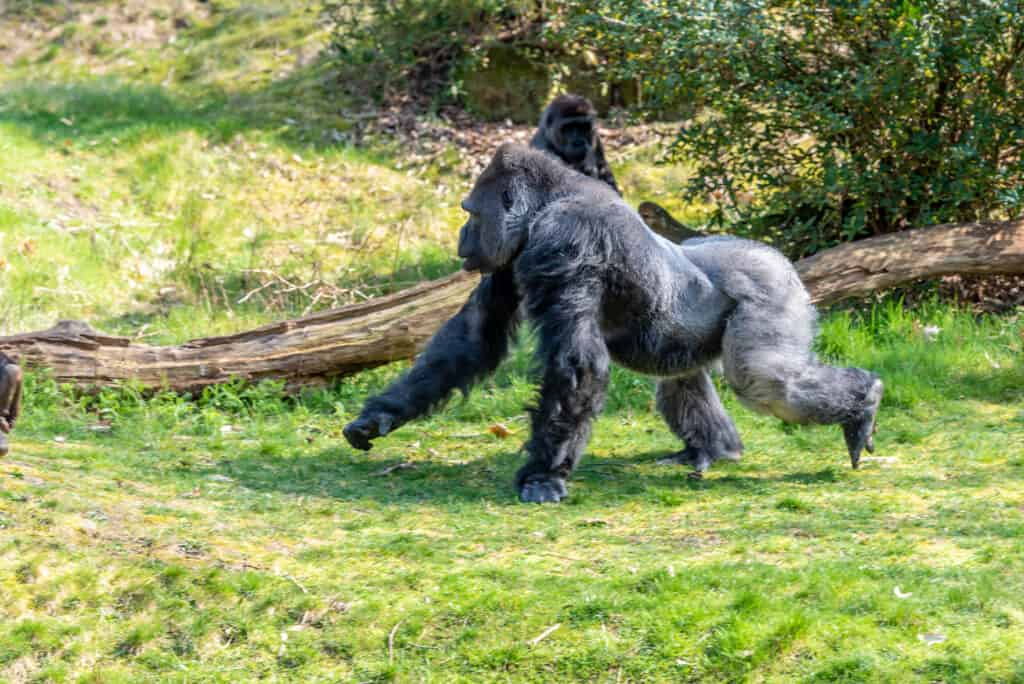 gorilla silverback in esecuzione