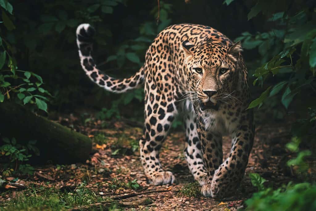 leopardo