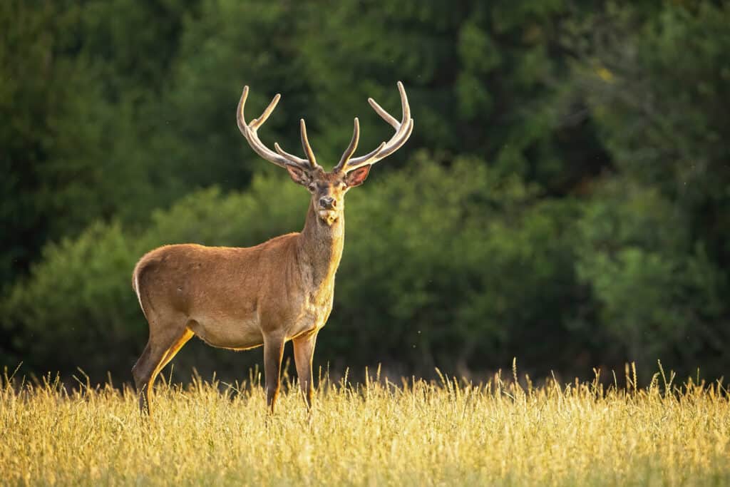 cervo