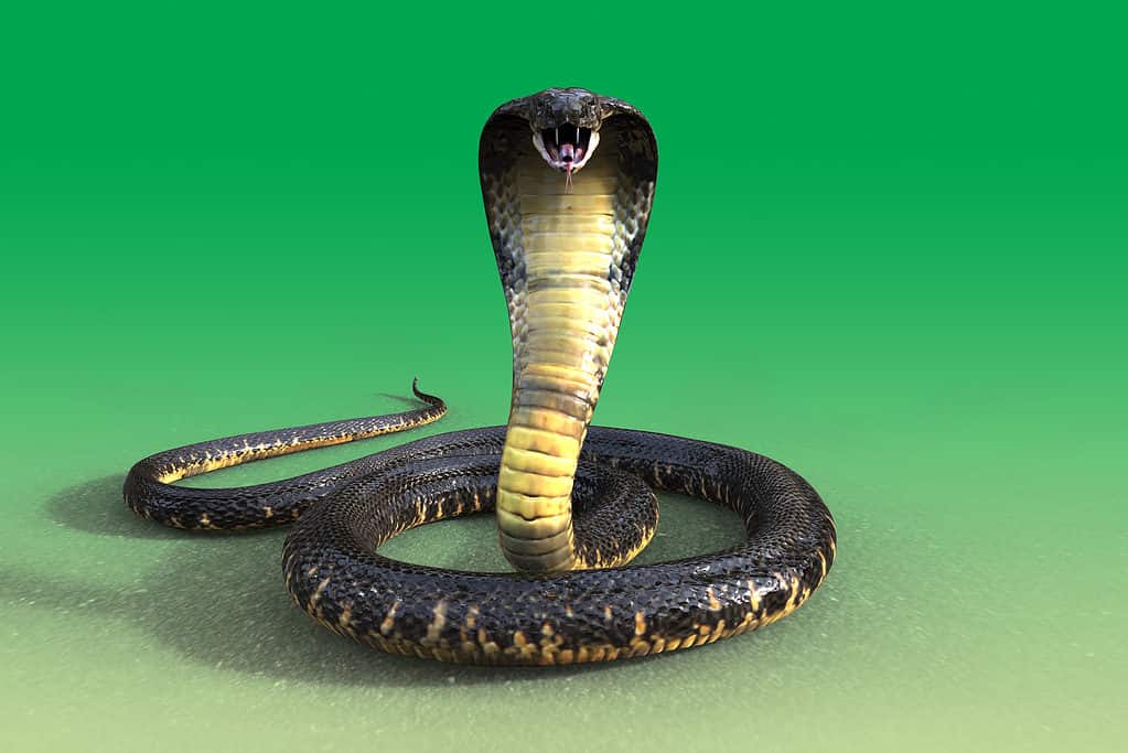Testa in vista del re cobra su uno sfondo verde