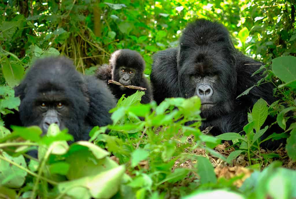 Famiglia di gorilla