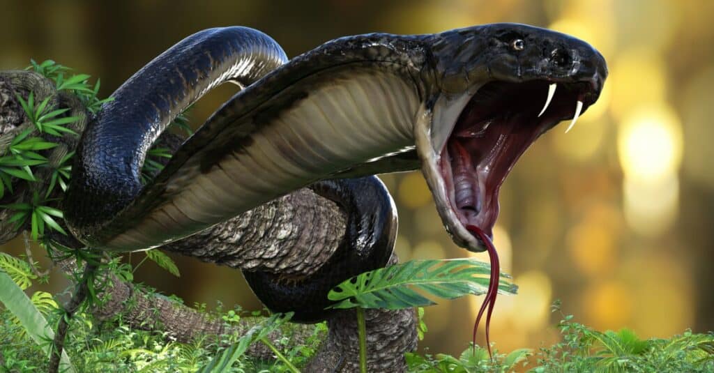 morso di cobra reale
