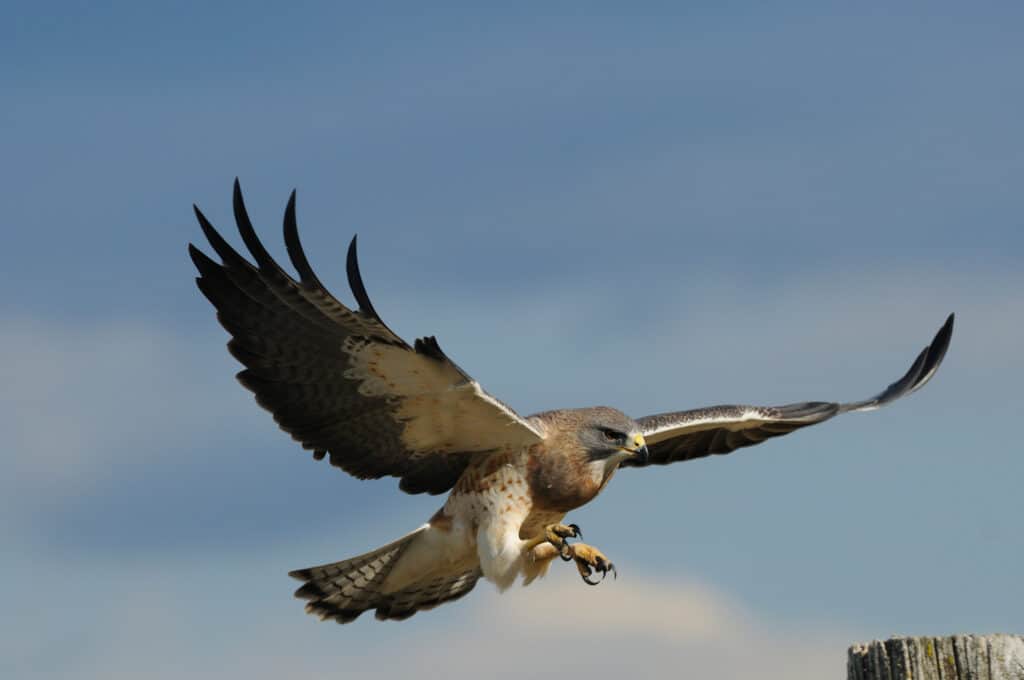 Falco Swainson