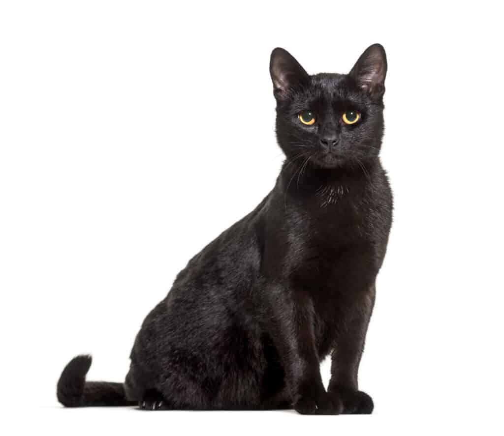 Il gatto nero con gli occhi verdi fissa intensamente in avanti