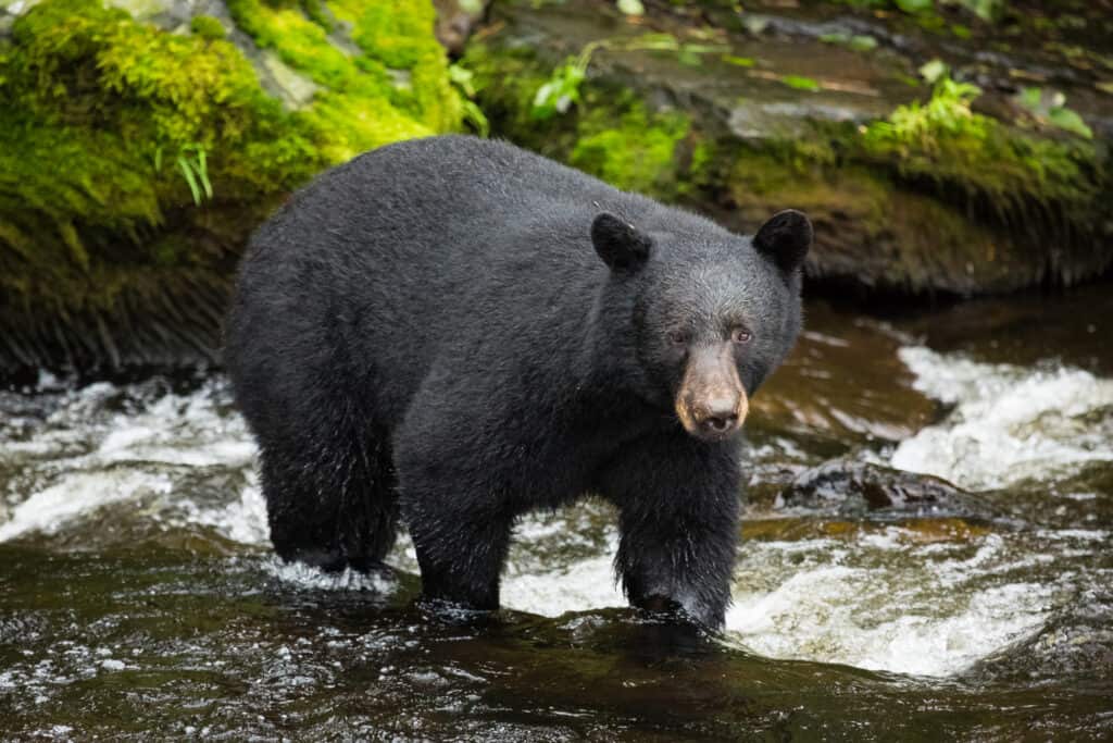 orso nero