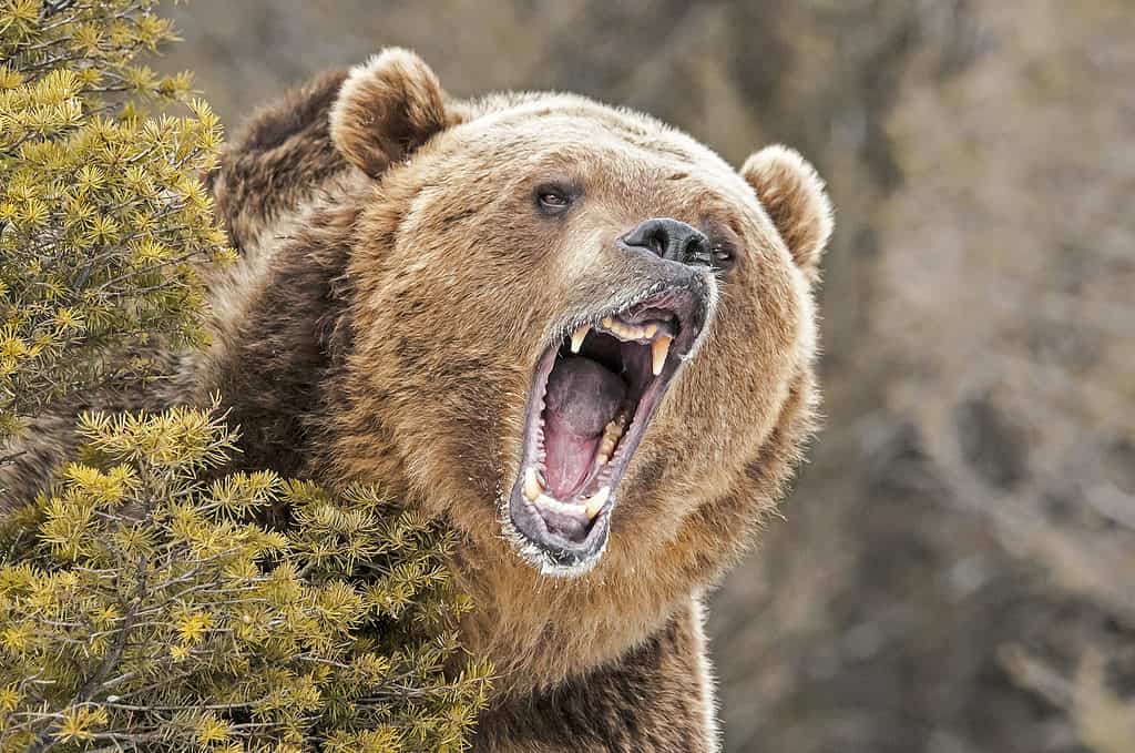 Orso grizzly ruggente dietro il cespuglio