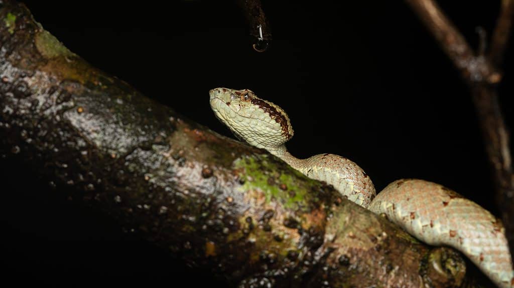 Vipera del pozzo di Malabar su un ceppo