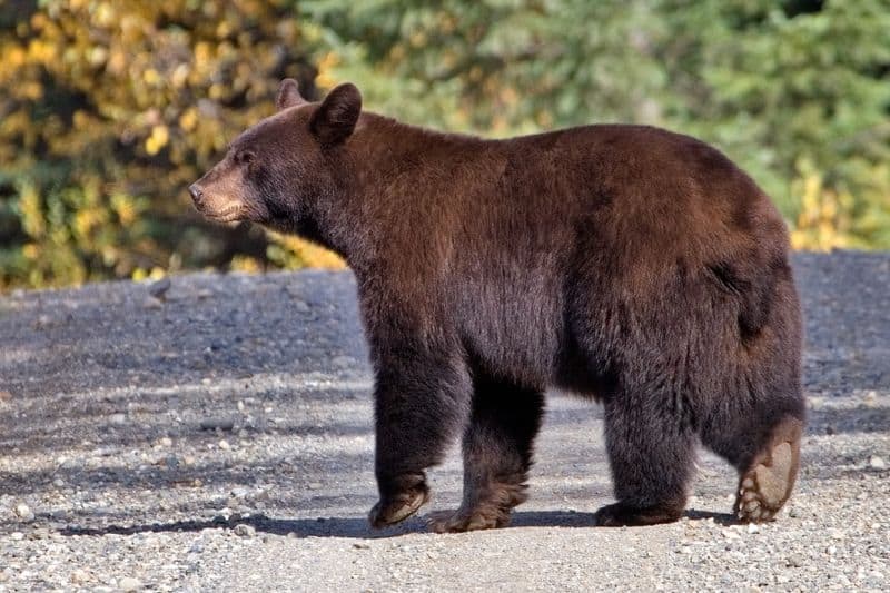 orso nero