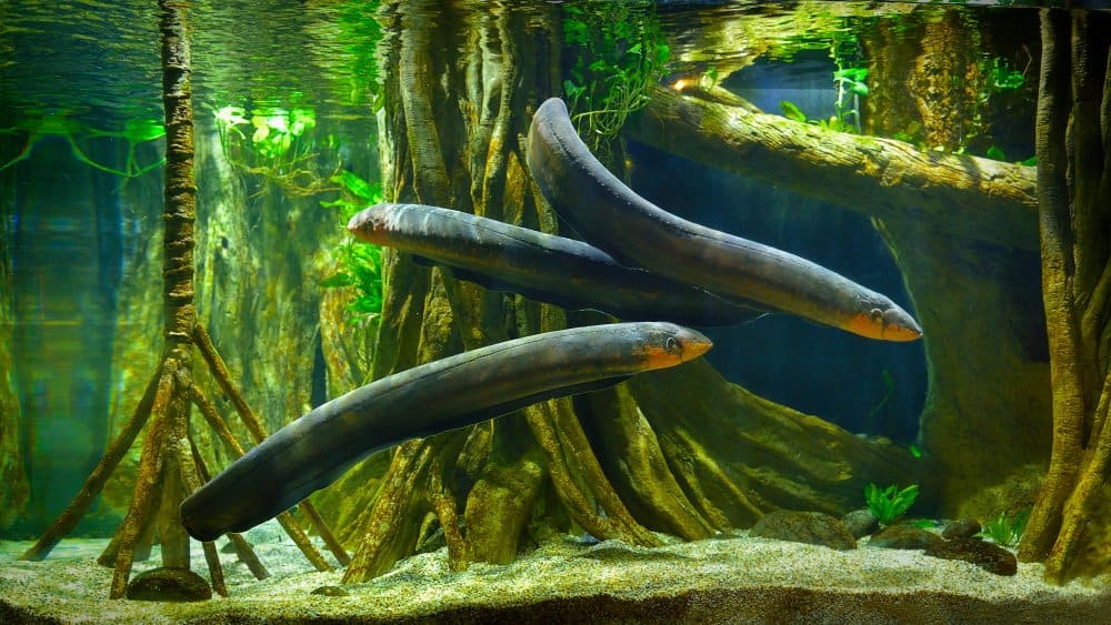 Anguilla elettrica (Electrophorus Electricus) - in acqua dolce intorno alle radici degli alberi