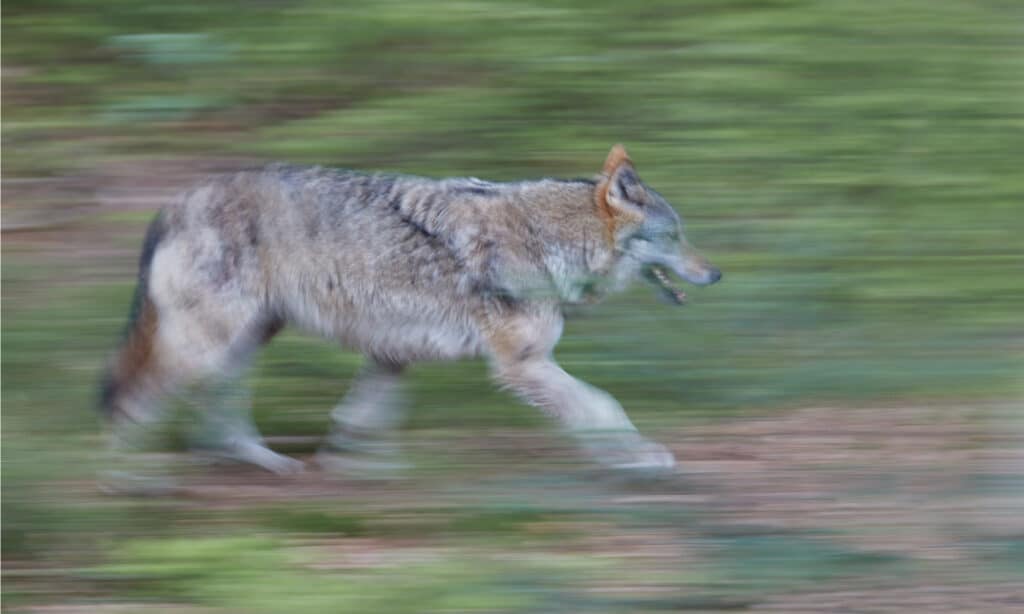 lupo eurasiatico che corre
