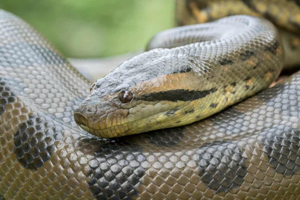 serpente anaconda