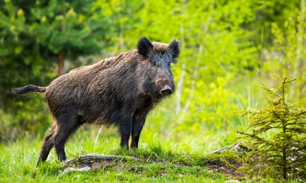 Cinghiale, foresta, animali selvatici, grande maiale domestico, maiale selvatico