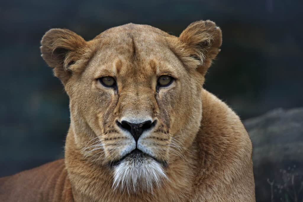 leonessa