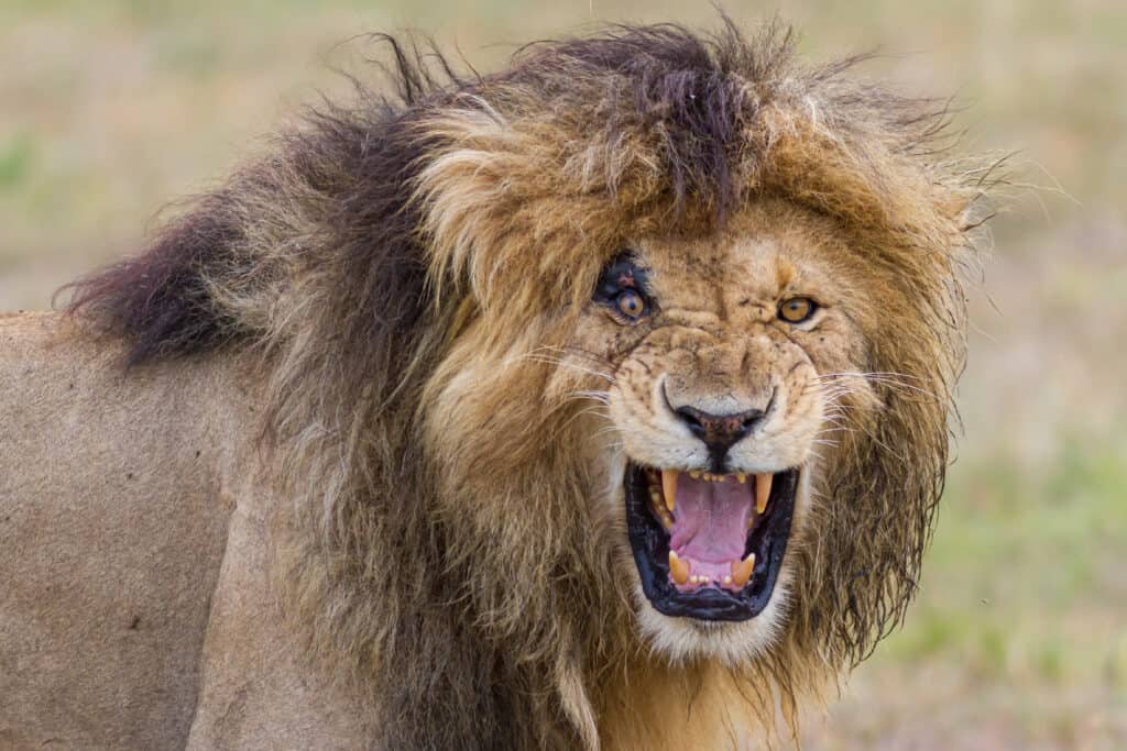 Leone maschio che chiama nel Masai Mara
