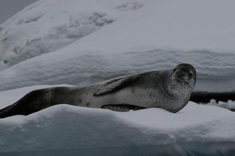 Foca leopardata sdraiata sul ghiaccio