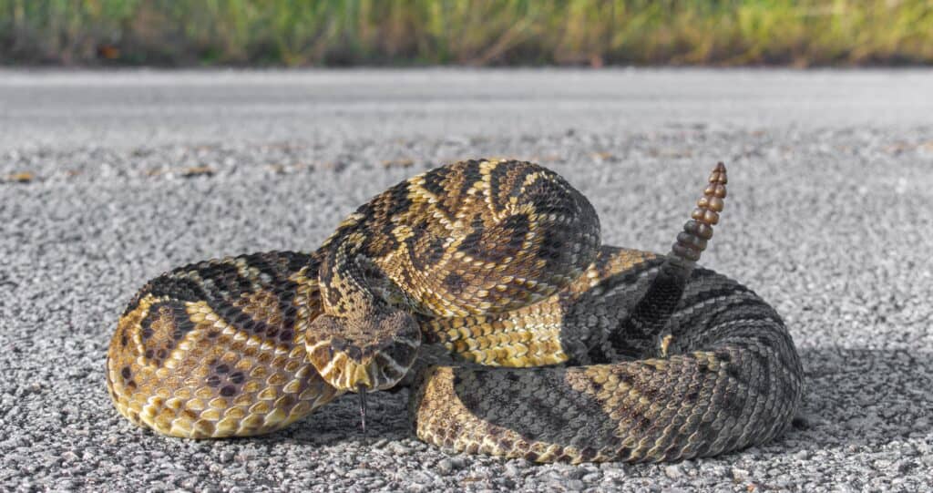 serpente a sonagli posteriore diamante orientale sulla strada
