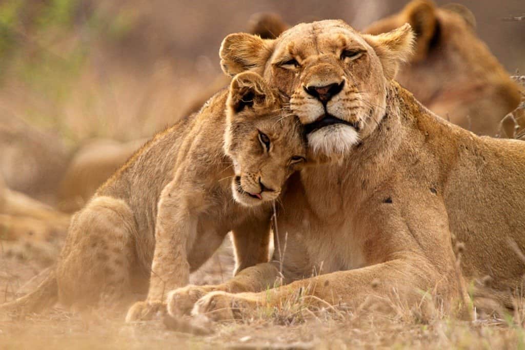 animali innamorati!  una leonessa si coccola con il suo cucciolo