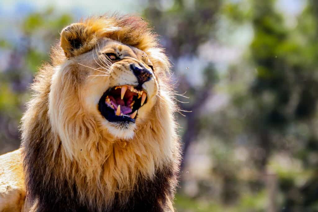 Leone maschio ruggente