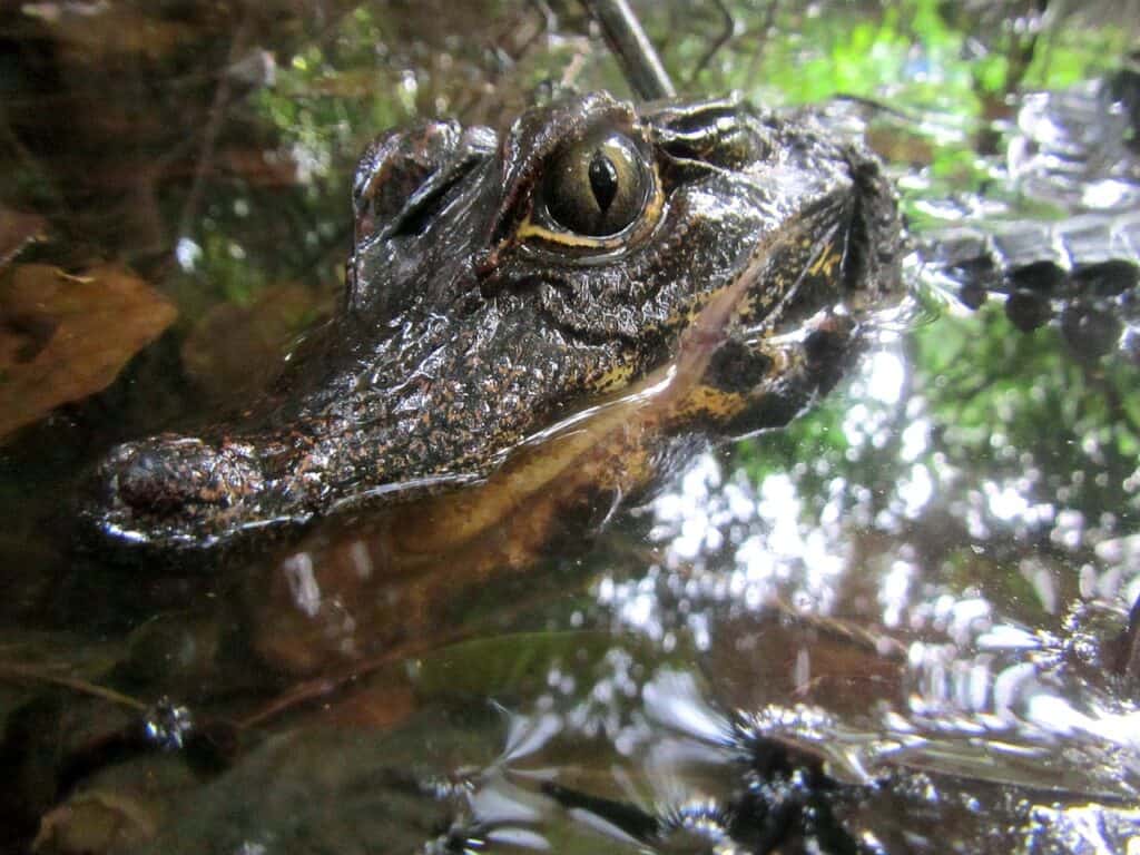 Osteolaemus osborni