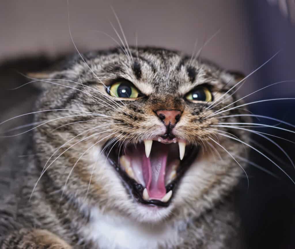 gatto