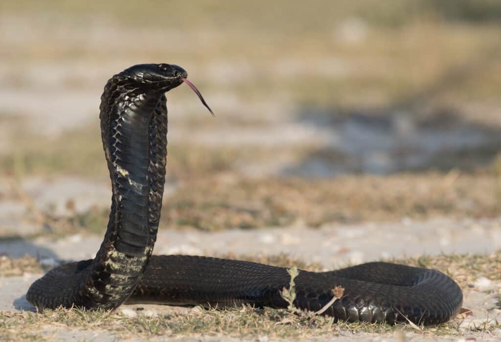 cobra nero