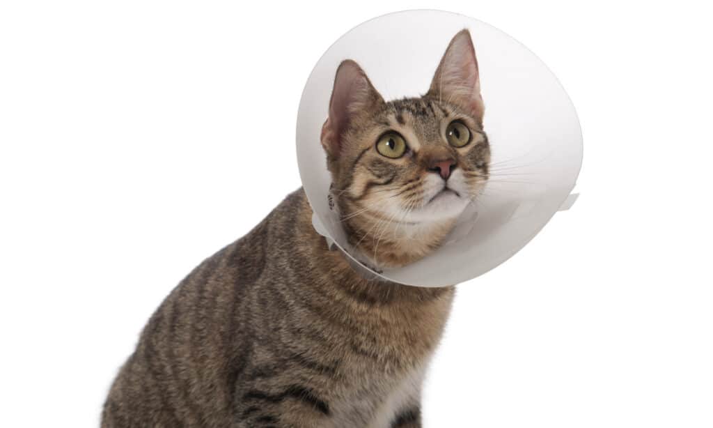 Gatto con collare elisabettiano