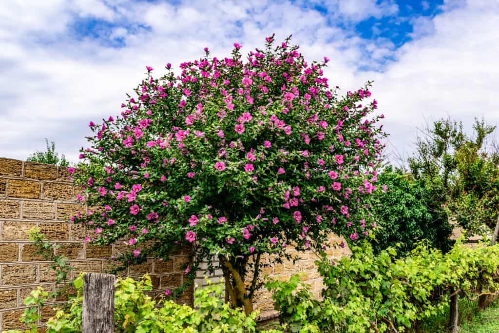 Albero di Hibiscus syriacus in fiore