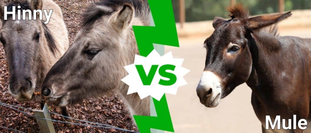 bardotto vs mulo