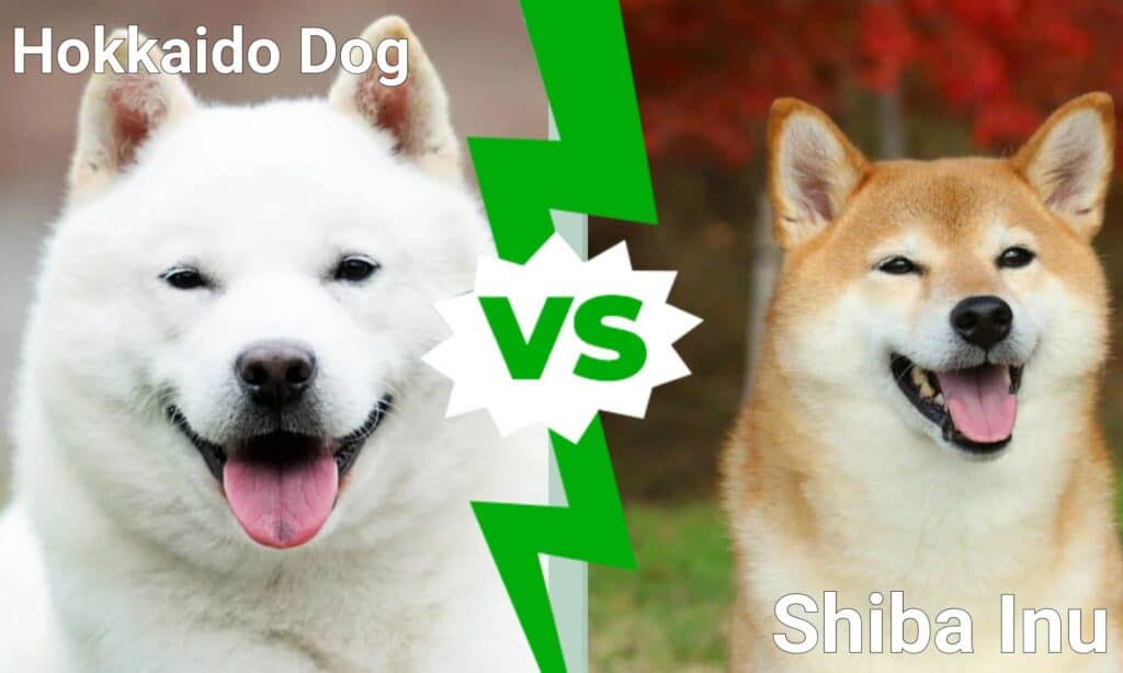 Cane Hokkaido contro Shiba Inu