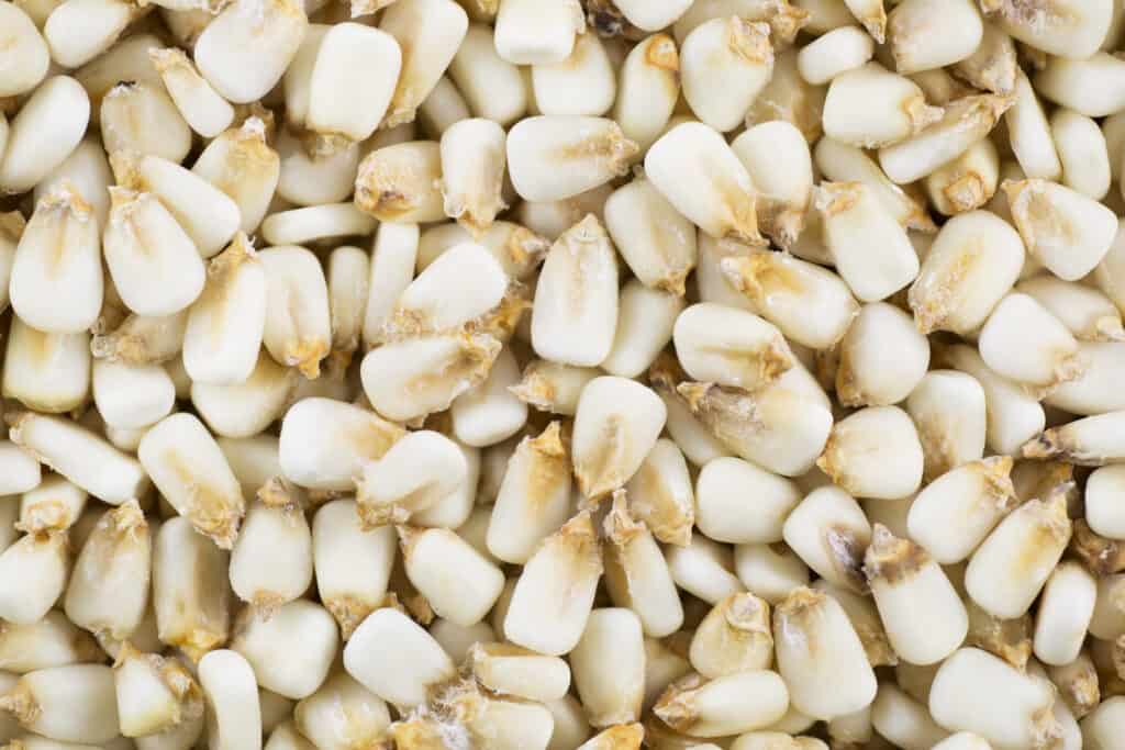 Hominy intero essiccato