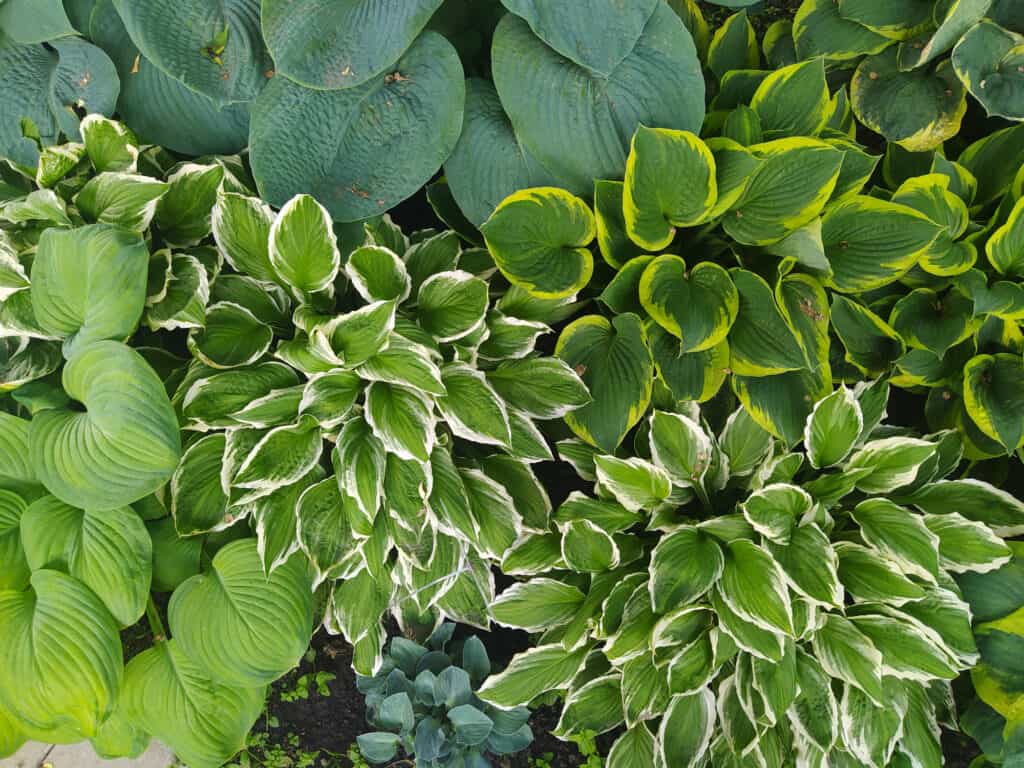 Una varietà di hosta in un giardino.