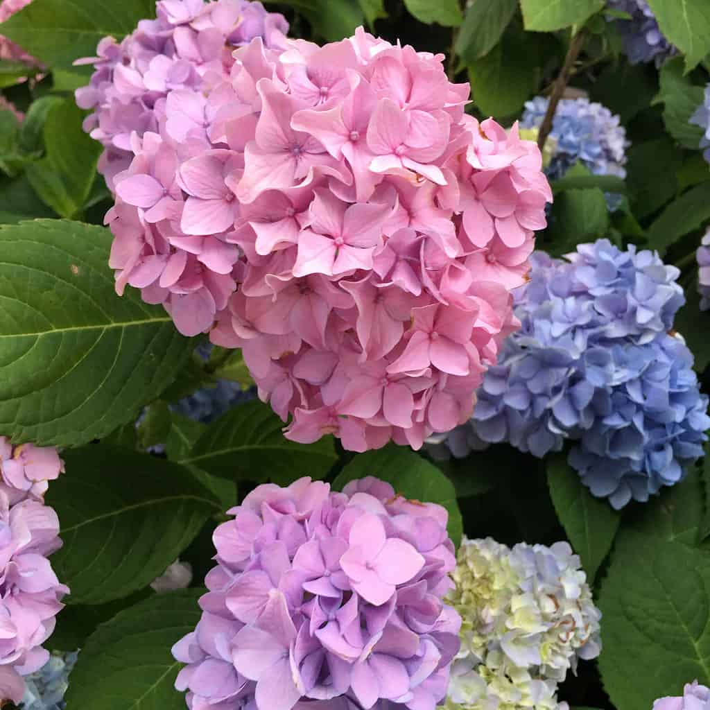 Tutti i fiori di ortensia di bellezza estiva