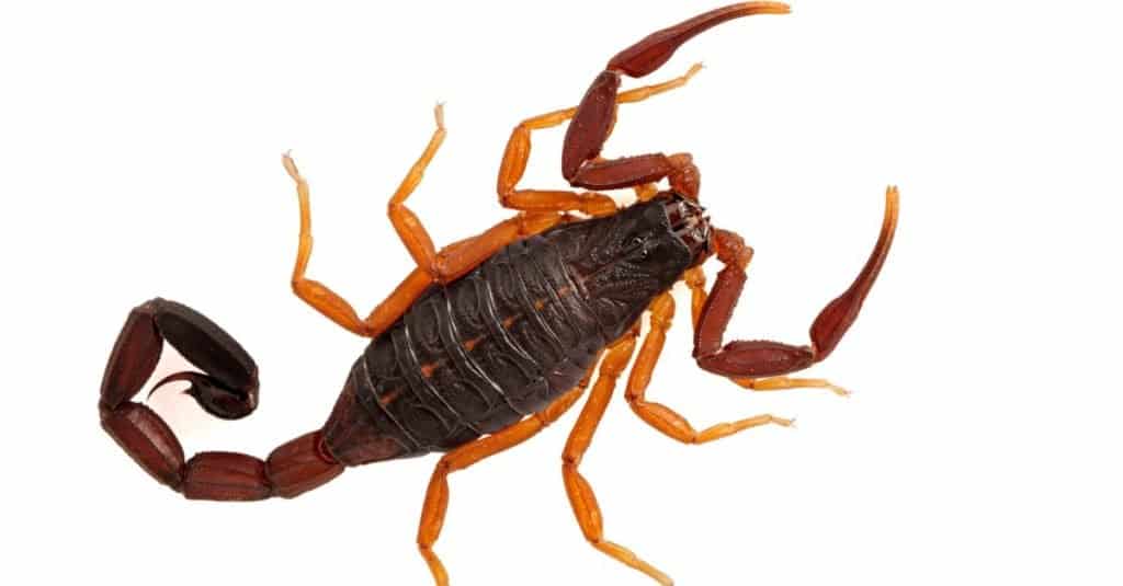 Bellissimo scorpione di corteccia della Florida sub-adulto, (scorpione di corteccia marrone), Centruroides gracilis, isolato.