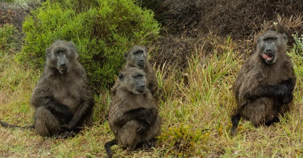 Animali da safari che DEVI vedere: Babbuino