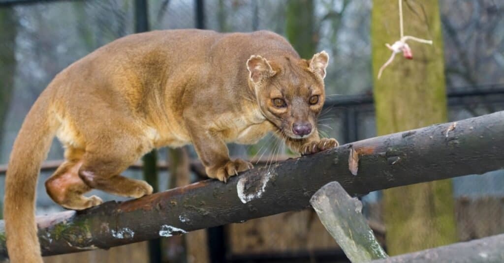Gli animali più belli: la fossa
