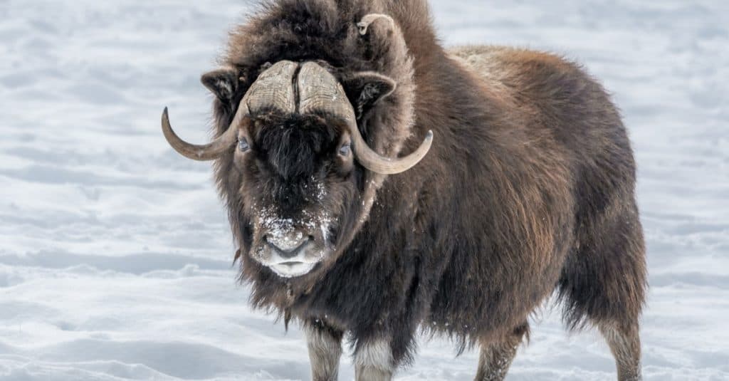 Muskox in piedi nella neve