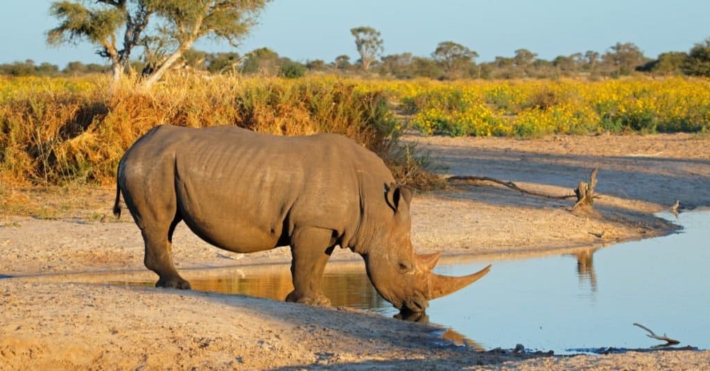 Animali più pesanti: rinoceronte