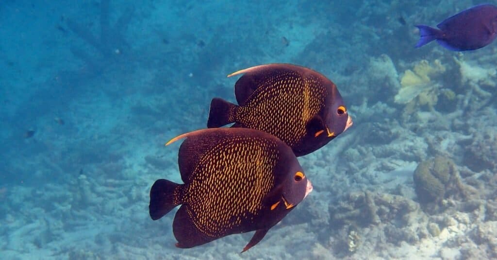 Gli animali più romantici
