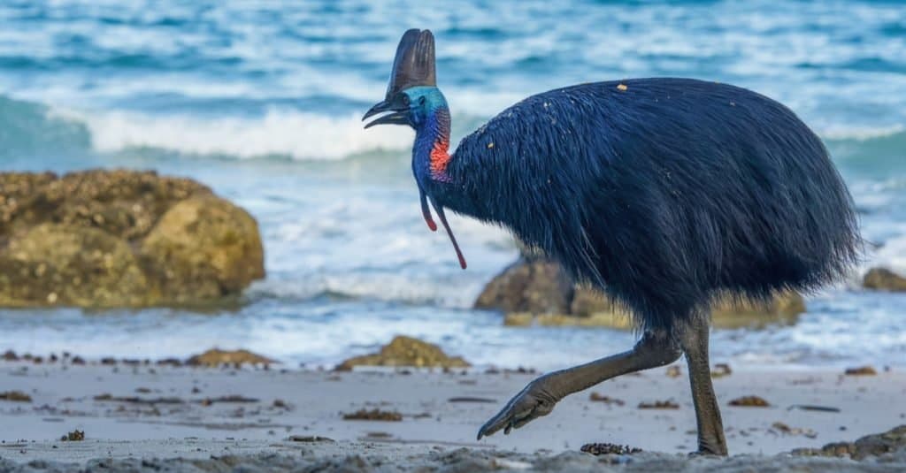 L'animale più spaventoso del mondo: i casuari
