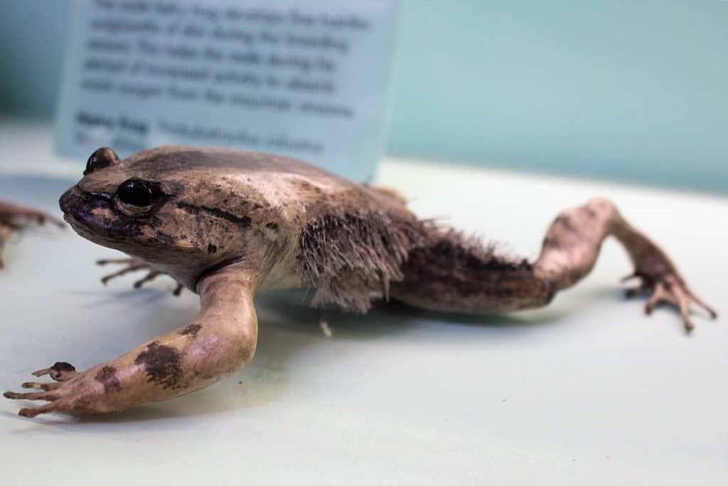 Gli animali più strani Rana pelosa