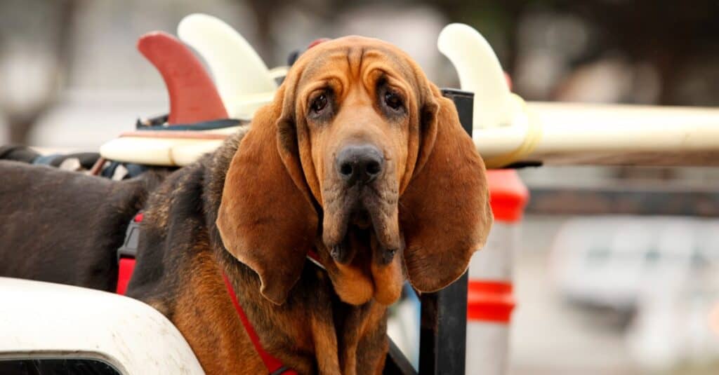 cane segugio