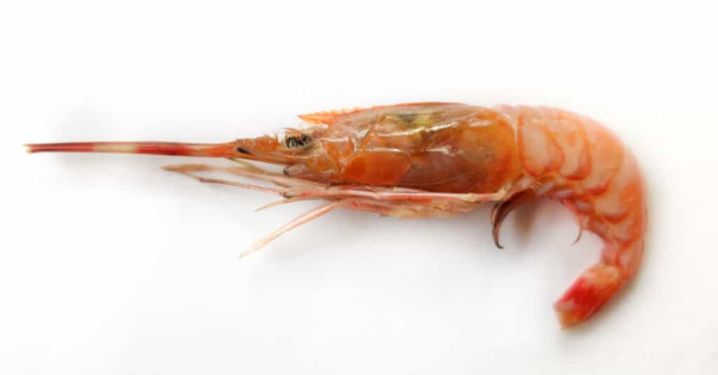 Il gambero più grande - Deep Water Rose Shrimp 