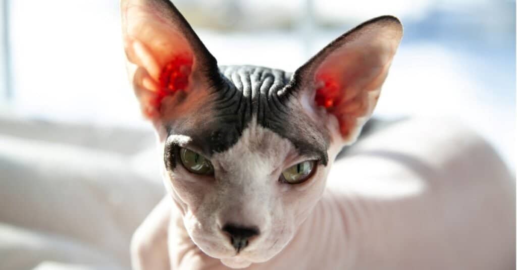 I gatti più pazzi e arrabbiati - Sphynx