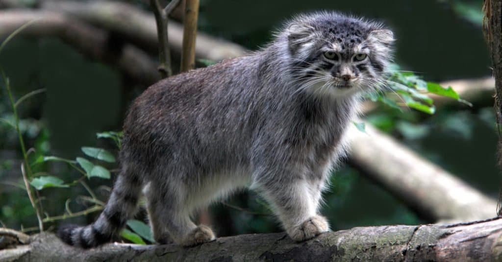 I gatti più piccoli: il gatto di Pallas