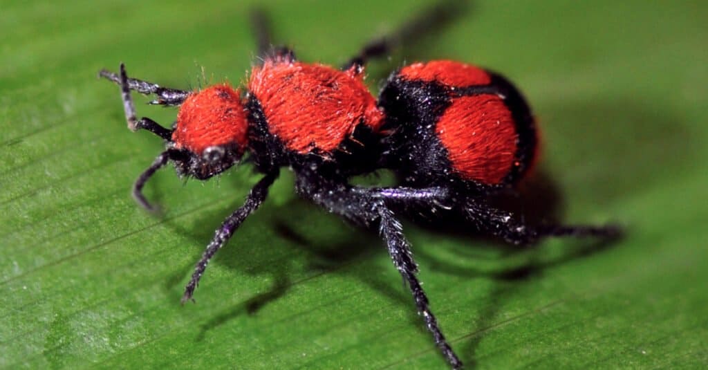 Formica di velluto