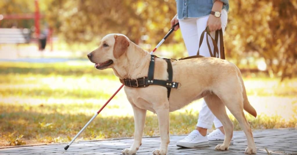 Lavori divertenti con gli animali: addestratore di cani per non vedenti