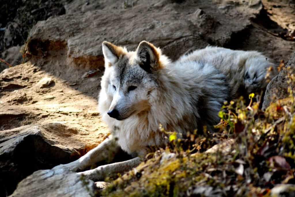 Lupo himalayano 